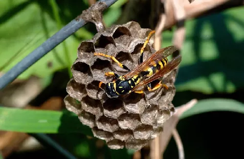 Avispa Papelera